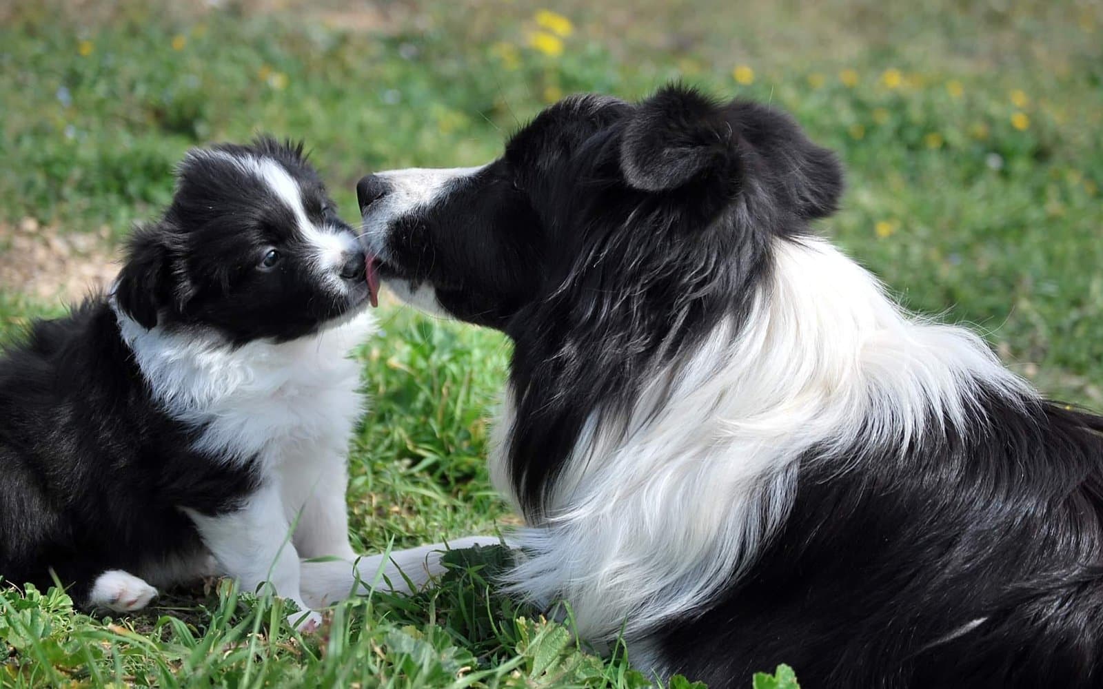 Com triar un cadell de border collie: què cal mirar