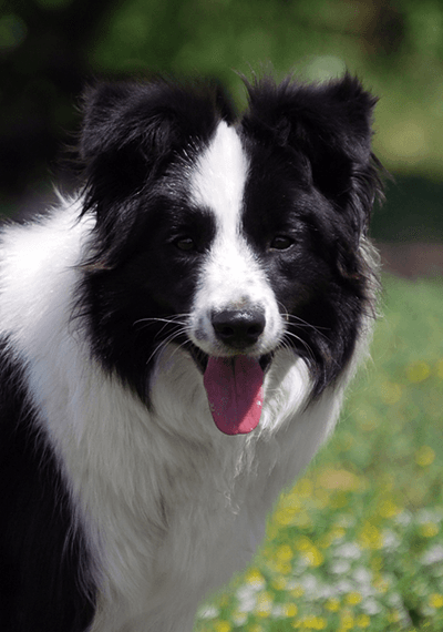 Cassia - Art of Blossom Chance to Dance - Border Collie female