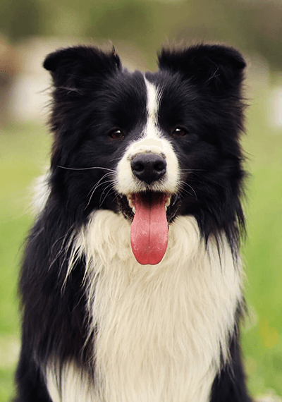 DaVinci - Art of Blossom Can't Keep Waiting - Border Collie mascle