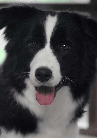 Fleur - Cataleya Rose Onwards to Blooming - Border Collie femella