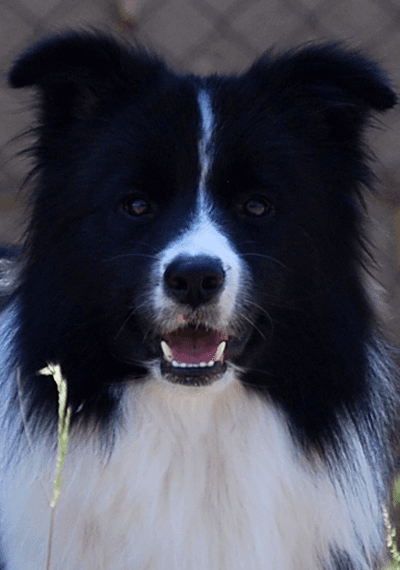 Giotto - Smart as a Whip Genius of Art - Border Collie macho de Art of Blossom