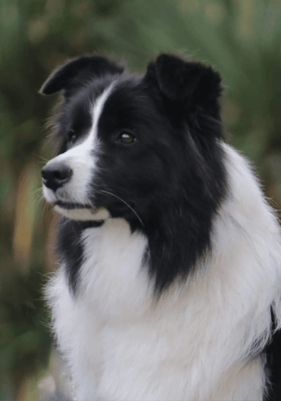 Happy - Wild Storm Gypsy Lou - Border Collie hembra
