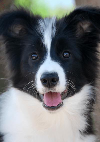 You - Art of Blossom Follow U - Border Collie hembra de Art of Blossom