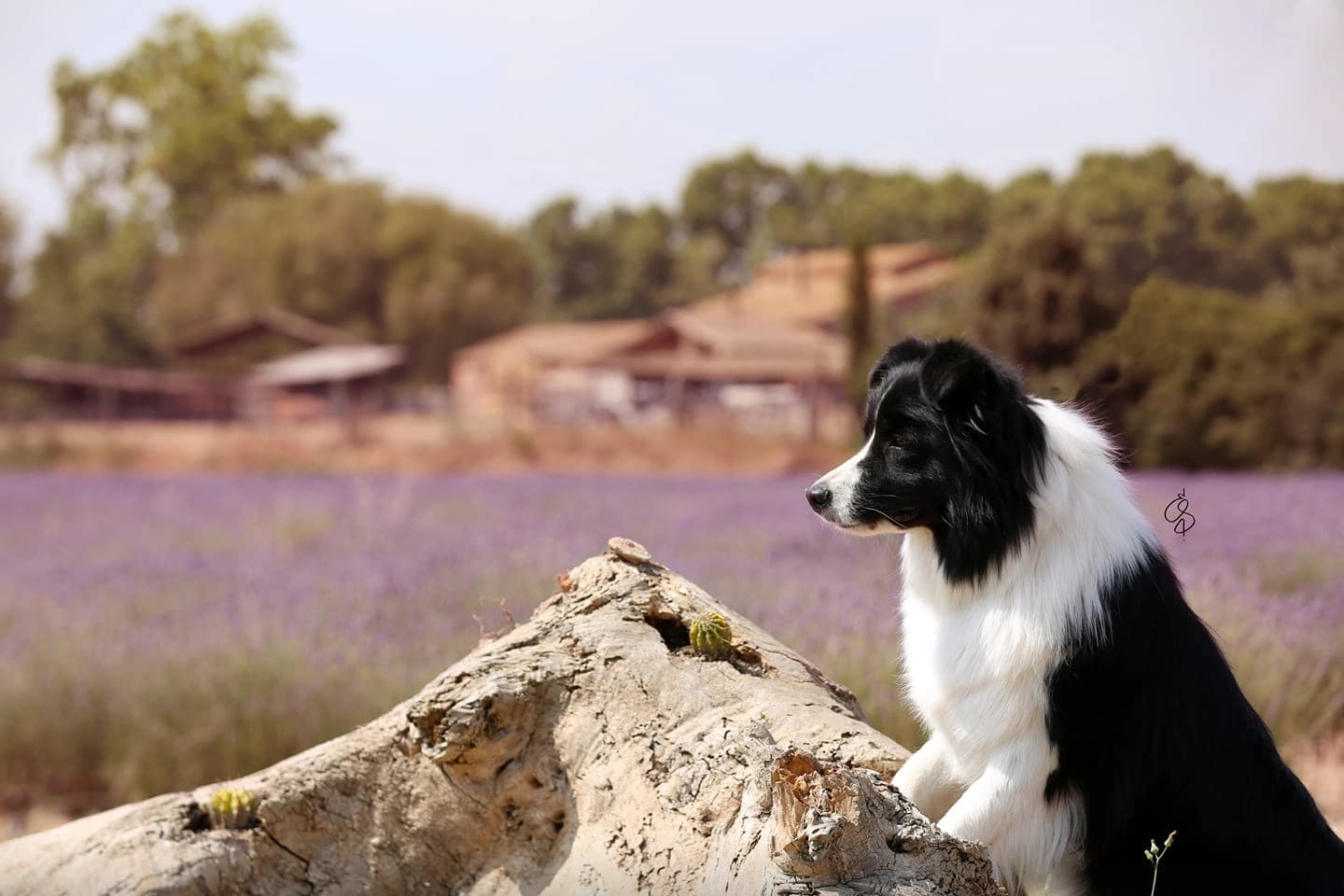 Criador de Border Collie en Tarragona