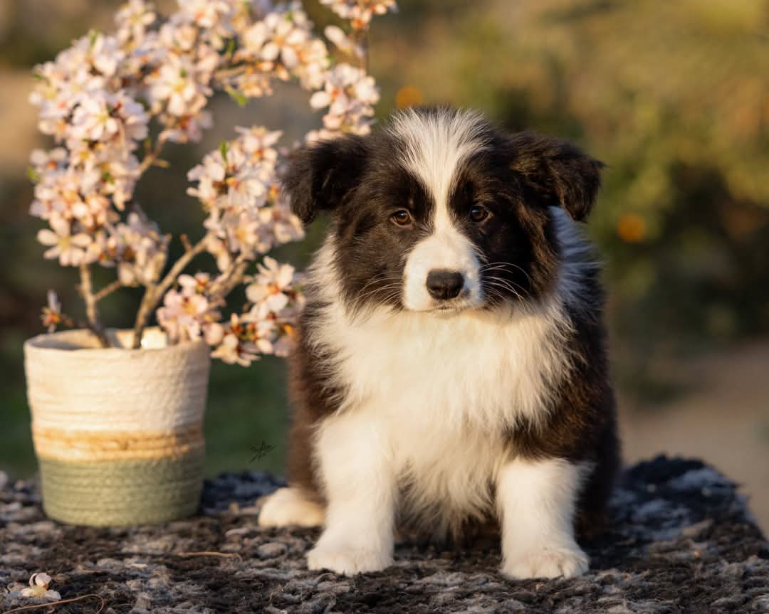 Art of Blossom Elastic Heart