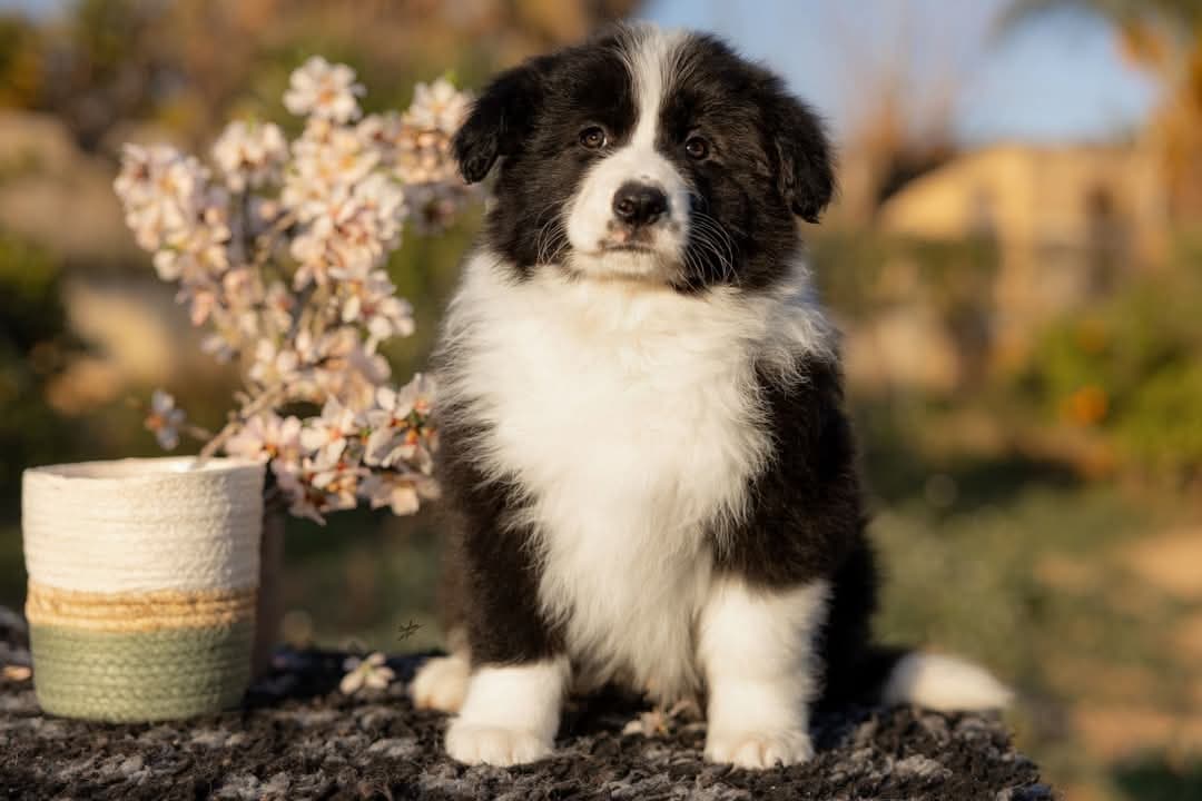 Art of Blossom Electric Callboy - Camada E: Cooper X Cassia