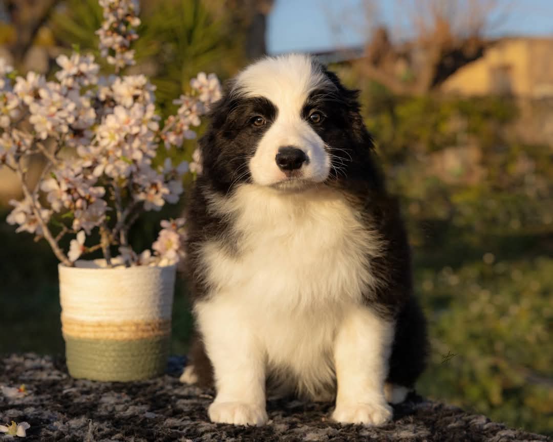 Art of Blossom Emptiness Machine