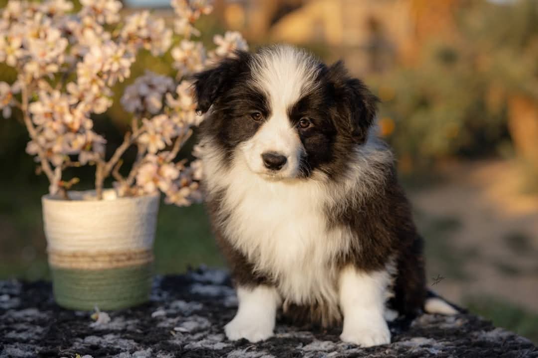 Art of Blossom Eternally Yours