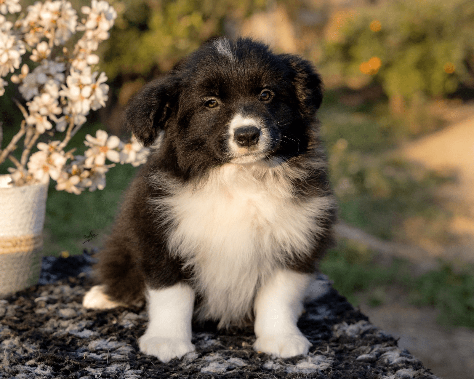 Art of Blossom Early Sunsets - Camada E: Cooper X Cassia