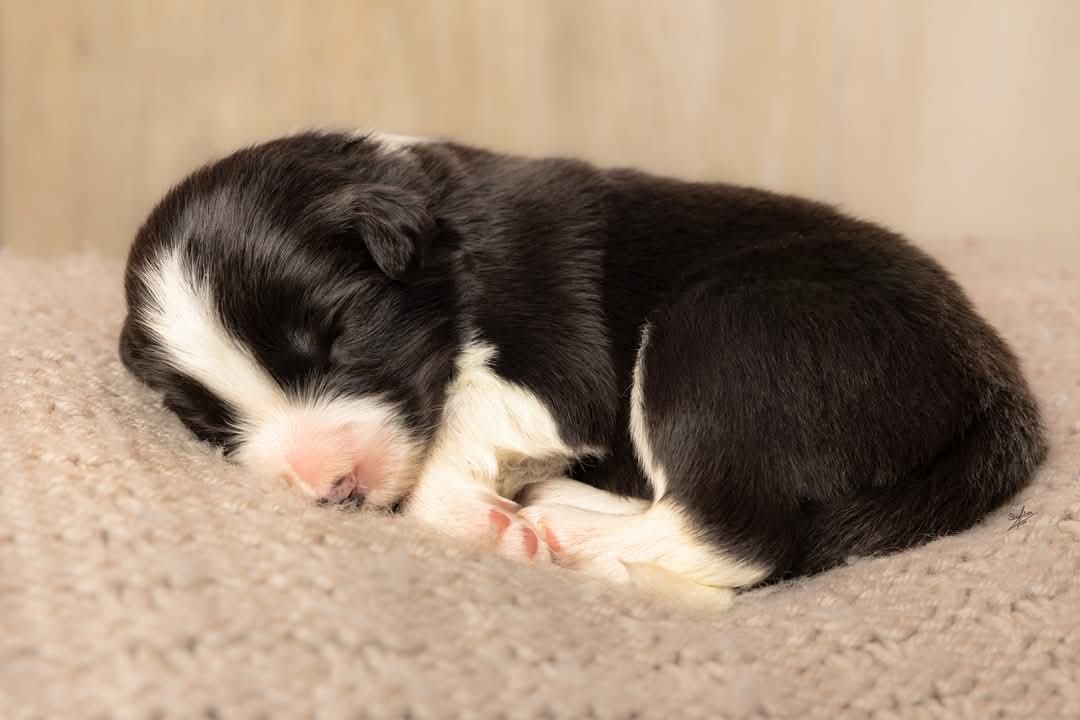 Art of Blossom Fearless Soul