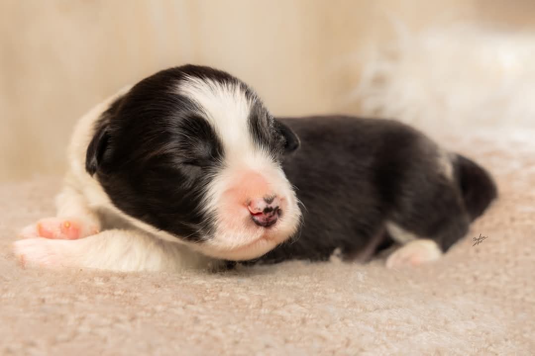 Art of Blossom Fight the Night