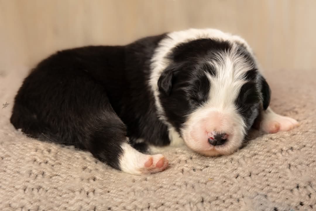 Art of Blossom Follow U