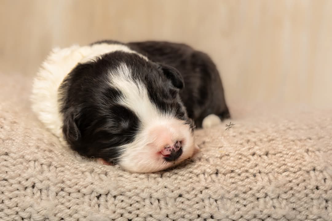 Art of Blossom Following Master